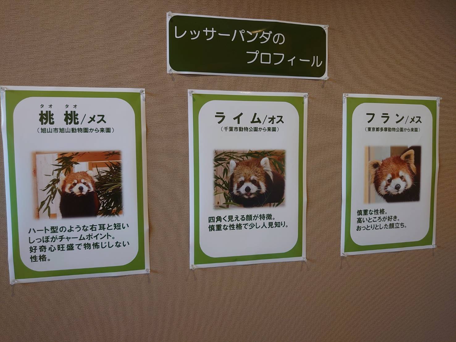 レッサーパンダ目当てに長蛇の列 桐生が岡動物園 桐生市ポータルサイト はたのね
